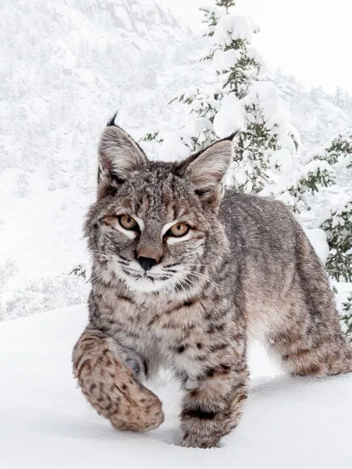 Bobcat in snow