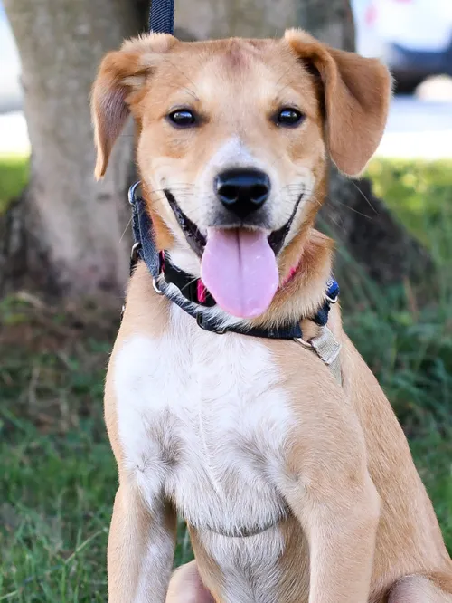 Happy dog at outdoor adoption event for animals in shelter