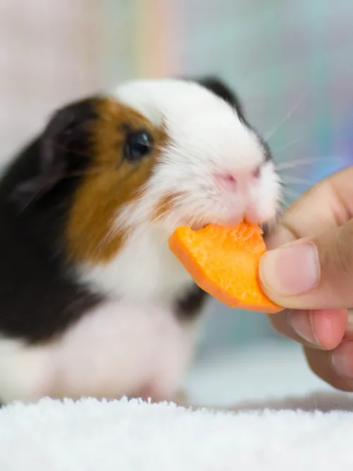 Guinea pig being fed a carrot. Learn more about what guinea pigs can eat. 