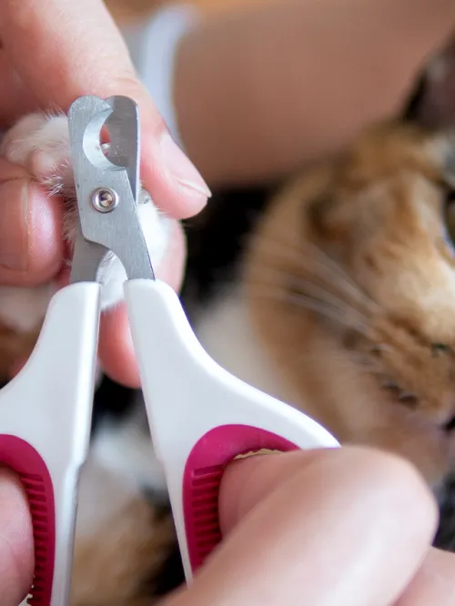 A person showing how to trim claws on a calm cat