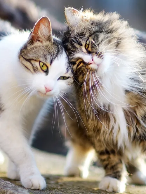 Two outdoor cats, also known as community or feral cats, comfort each other