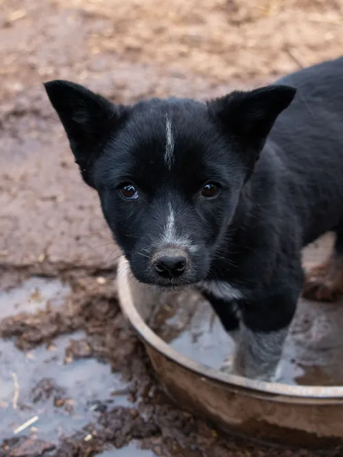 Sad dog standing in a dirty water bowl during New Mexico animal cruelty/animal abuse rescue