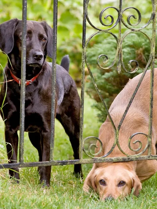 Two bored dogs trying to escape from yard squeeze under fence