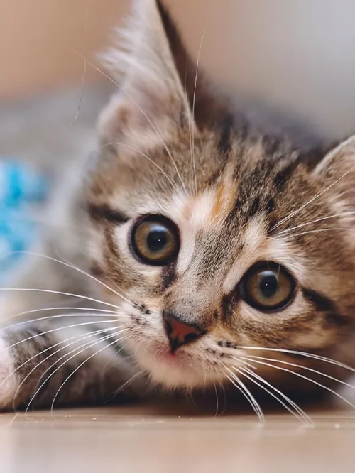 Teaching your kitten how to properly play will help to stop them from biting 