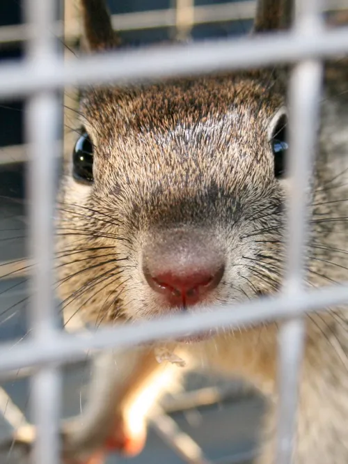 trapping a squirrel is not the best way to remove them from your yard