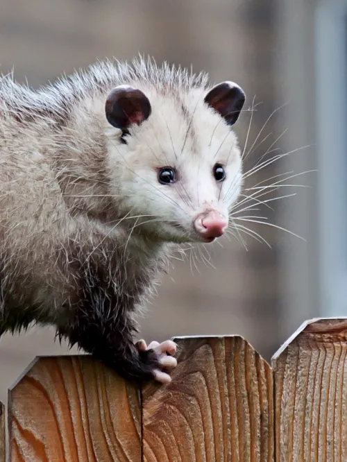 Opossums are safe, nonthreatening creatures who are easy to get rid of gently