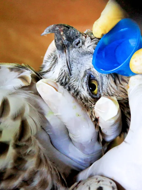 A raptor is cared for by a wildlife rehabilitator who is trained to help wild animals