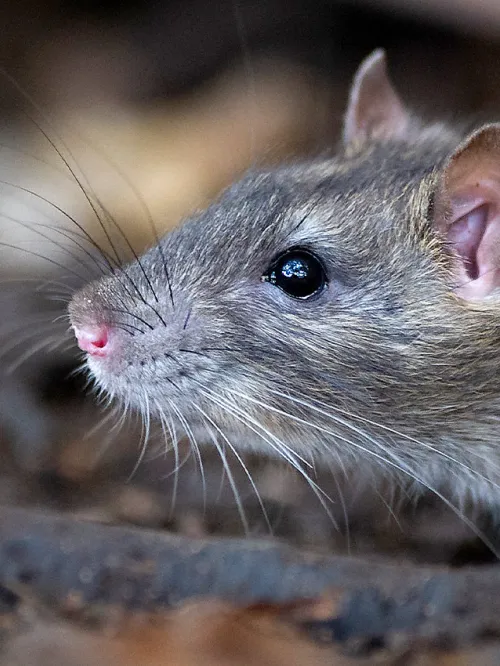 The best way to get rid of rats is by making your home less attractive to them