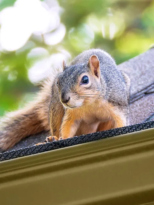 A squirrel can get to the attic through the roof