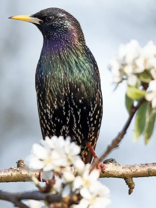 There are many solutions for humanely removing starlings, a bird that is invasive in the US