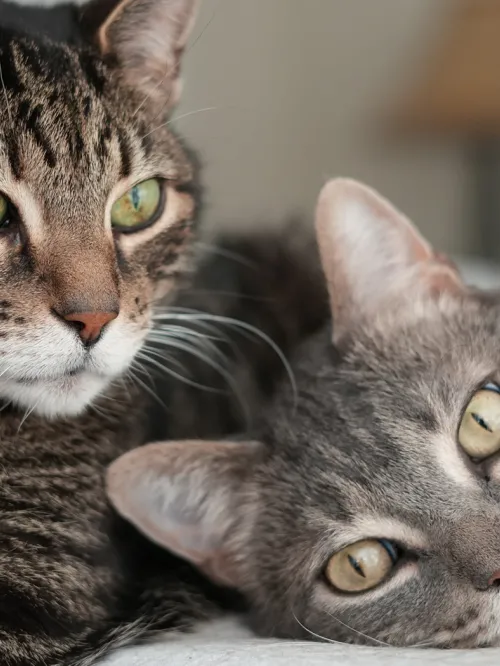 Two cats snuggle up to each other and one looks at the camera