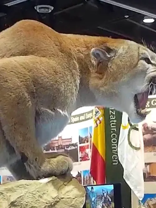 Taxidermy mountain lion posed at convention