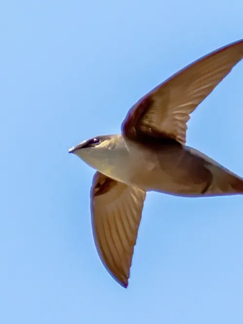 Chimney swift bird flying through the sky