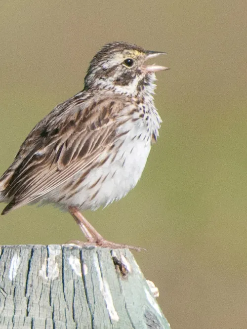 Sparrow on a fence post