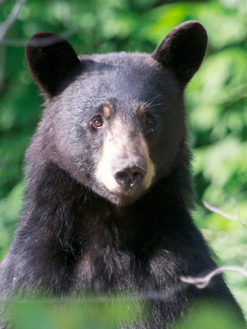 Black bear in the woods