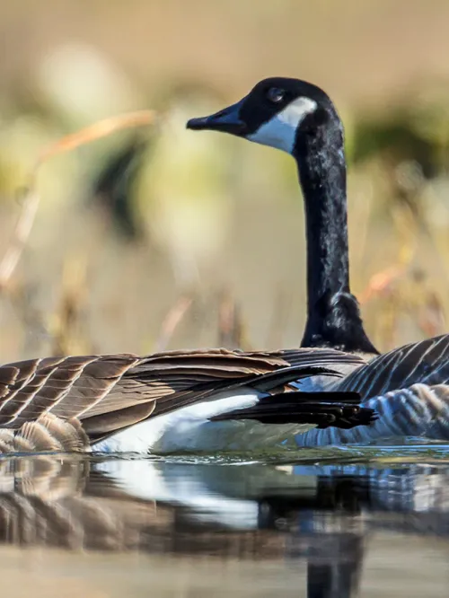 Canada geese swimming in water