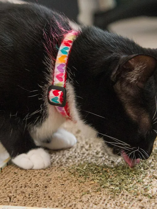 What is catnip? Can cats eat catnip? A black and white cat licks catnip left on a cardboard toy