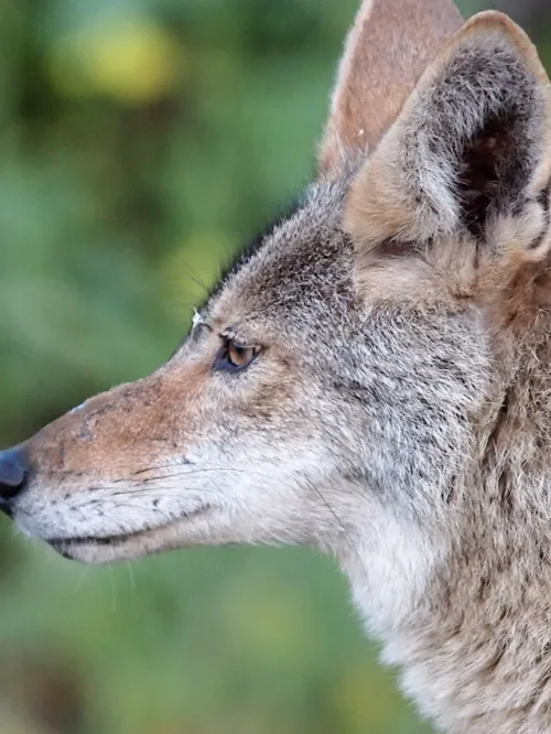 Side profile of a coyote