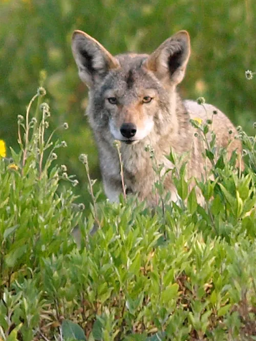 Coyote in a meadow