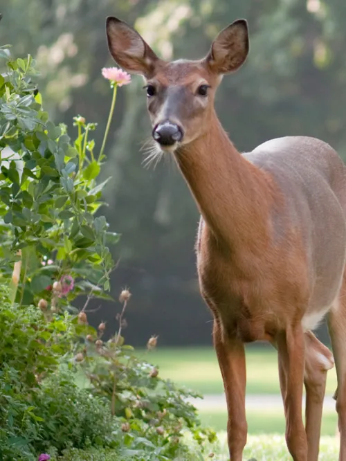 Deer in a garden