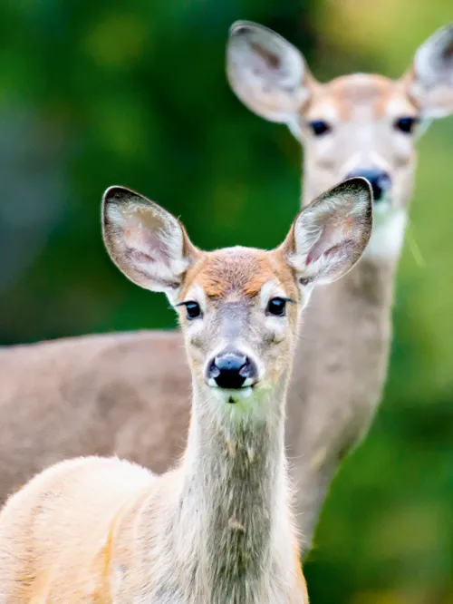 two deer in a yard