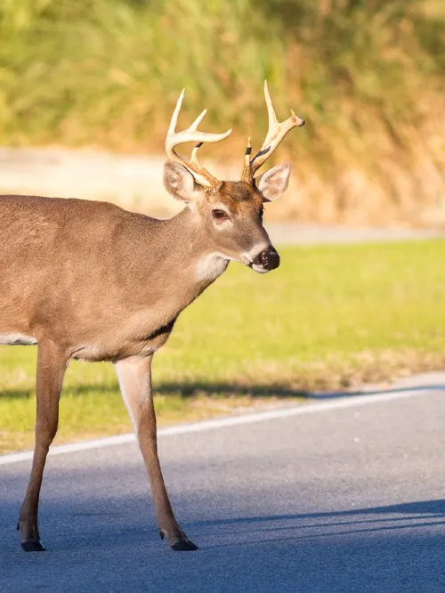 Deer in the road