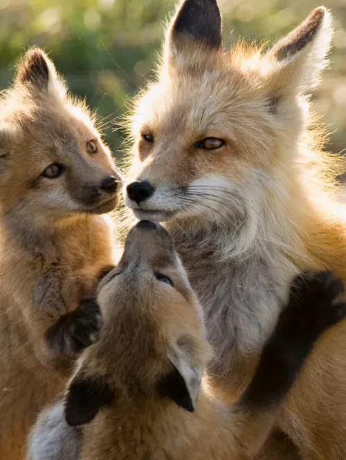 Mother fox nursing several kits