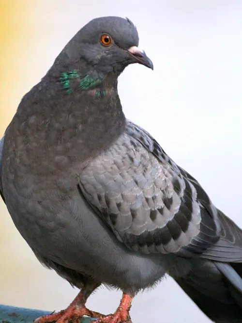 Pigeon on a metal fence