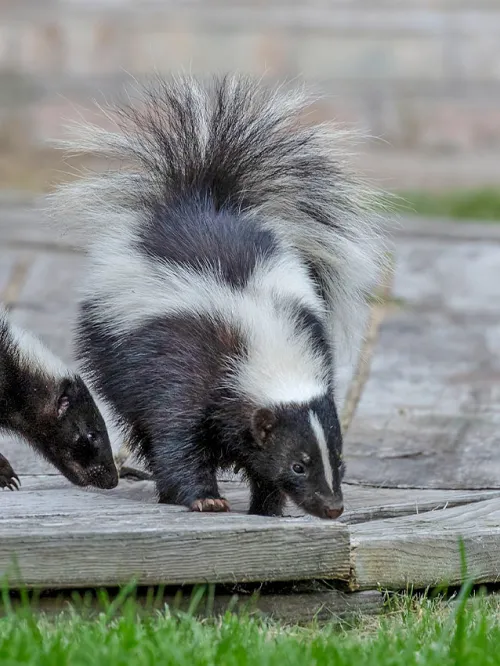 Three skunks on a porch