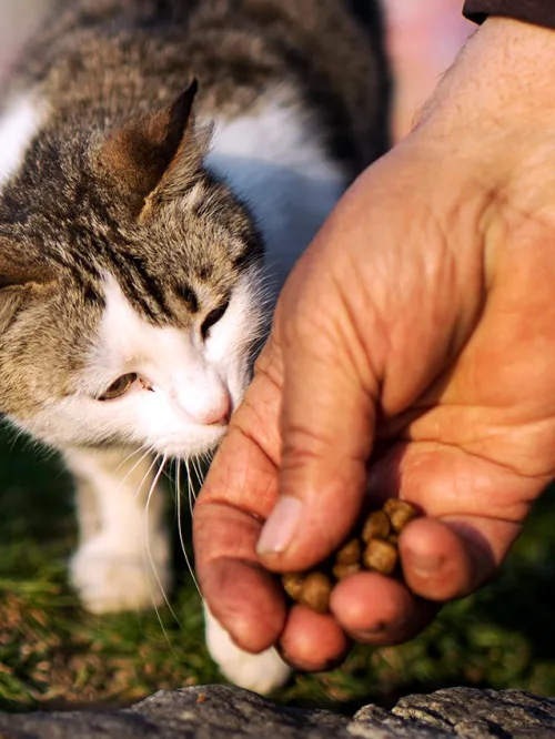 If you found a stray dog or cat, you might earn its trust with treats