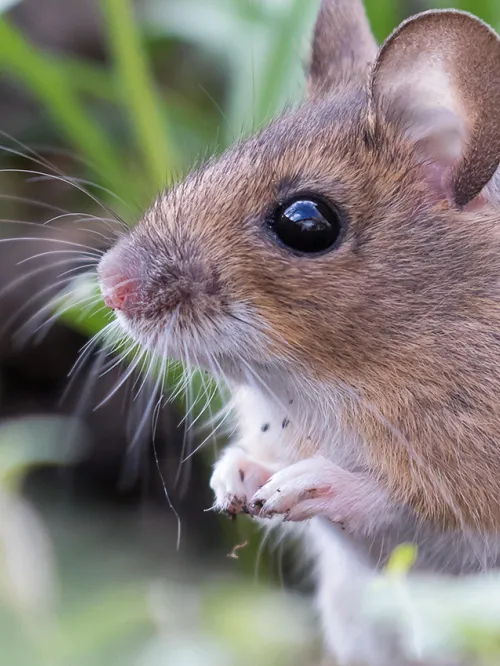 A wild mouse in the grass