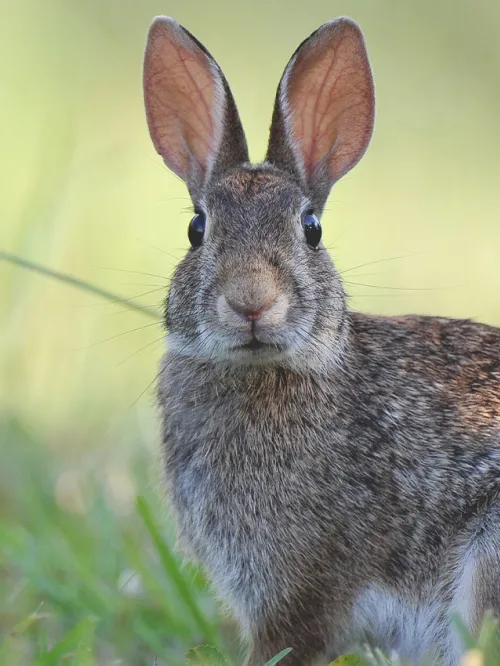 Brown rabbit in the grass