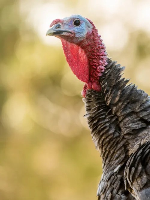 Wild turkey in the woods