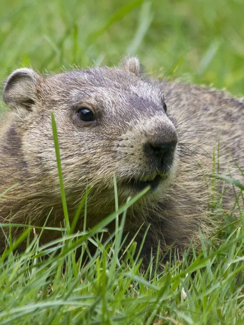 Woodchuck in the grass