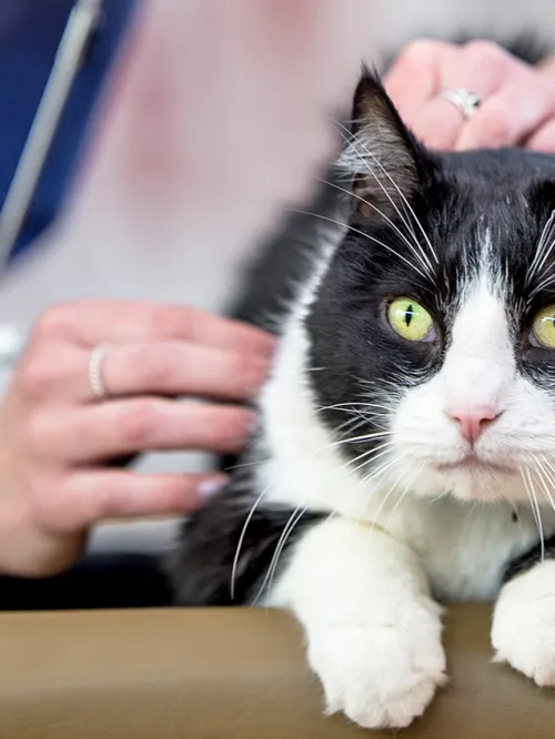 Black and white cat being checked out by a veternarian