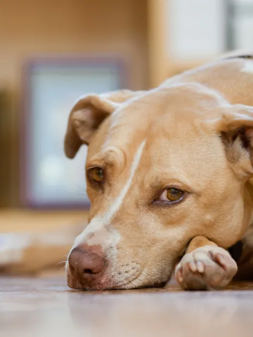 A tan dog lays on the ground looking sad