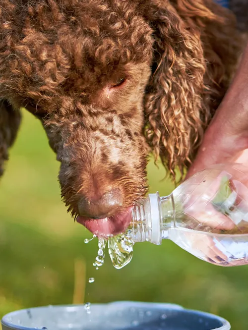 Dog drinking water from a water bottle