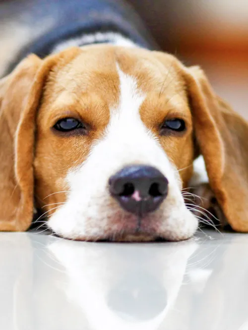 Beagle dog lying on the floor