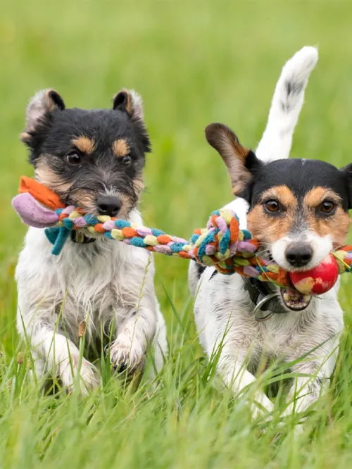 Two dogs play with the same rope toy