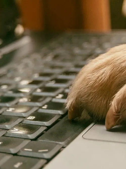 Dog paw on laptop computer