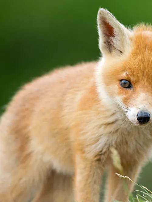 Cute young red fox