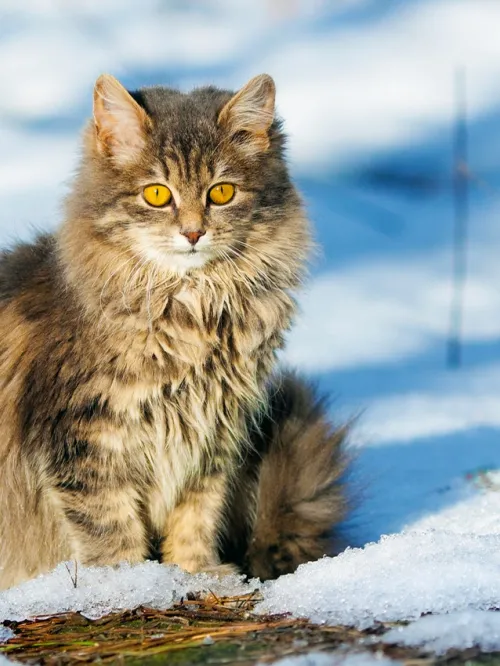 Fluffy grey cat outside in snowy lawn