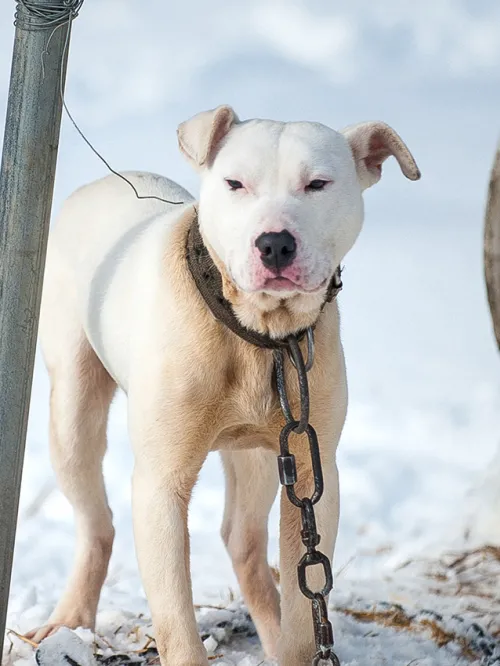 White pit bull chained to a metal pole outside in the snow