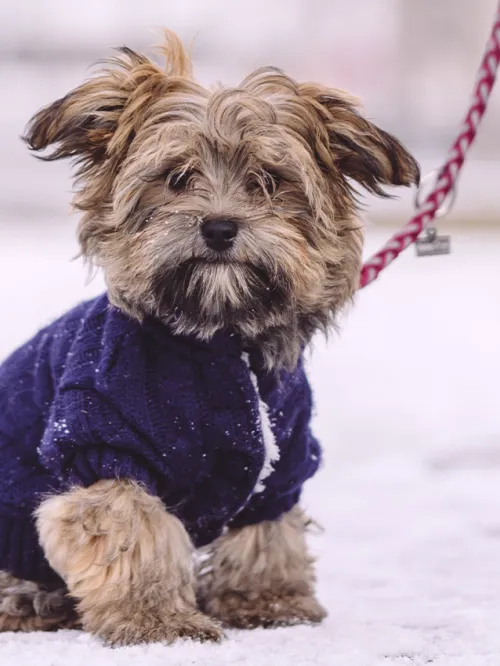 puppy sitting leashed on snowy wall