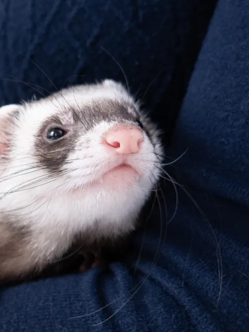 domestic pet ferret gets cozy in owners arms