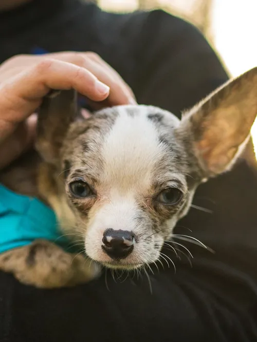 Boy holding a Chihuahua dog