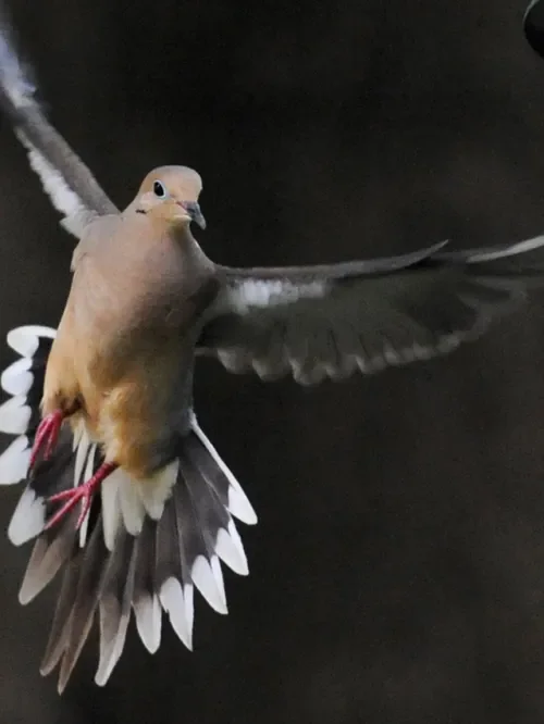 Mourning dove flying to a bird feeder