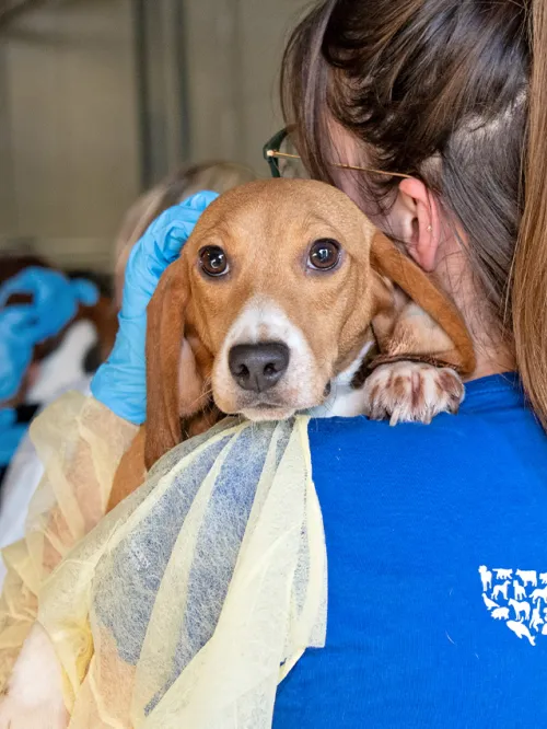 Beagle rescued from animal testing breeding facility