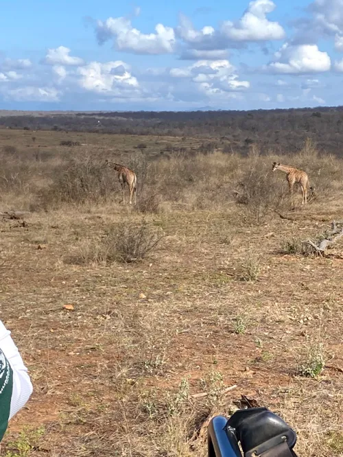 A woman in a green shirt looks out over African savanna and sees multiple giraffes