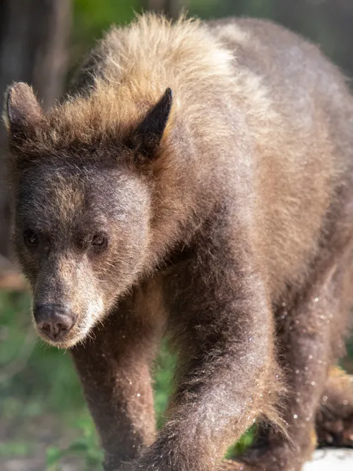 A bear looks at the camera while moving along the edge of a pool with trees in the background